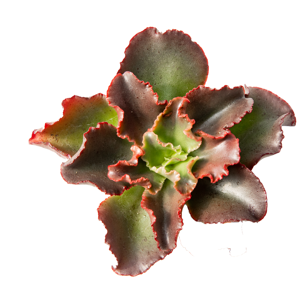 Echeveria Curly red